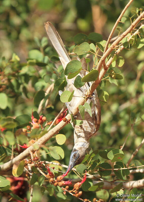 Little Friarbird