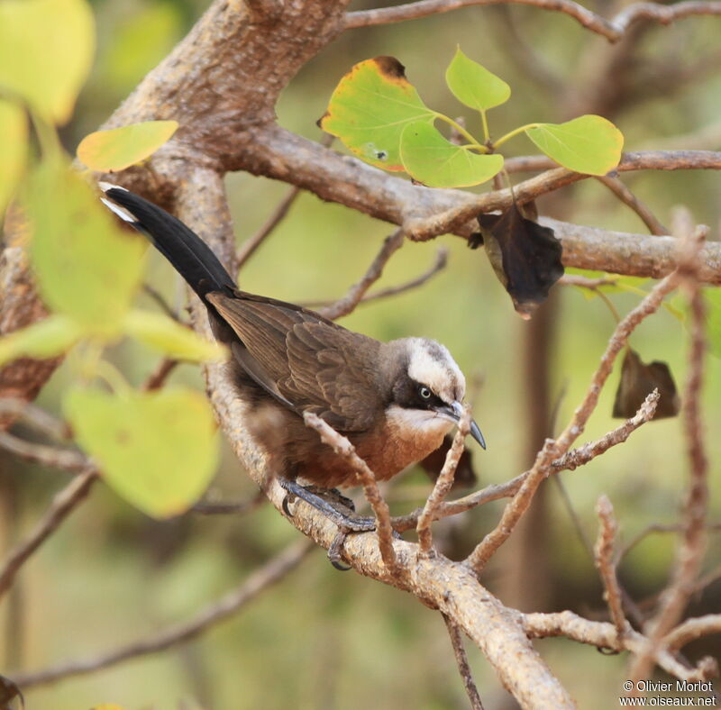 Grey-crowned Babbler