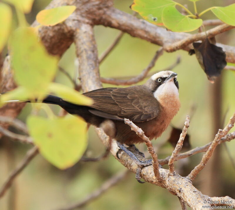 Grey-crowned Babbler