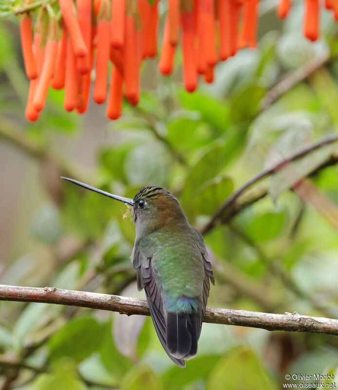 Green-fronted Lancebill