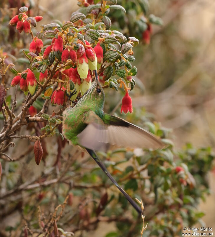 Black-tailed Trainbearer