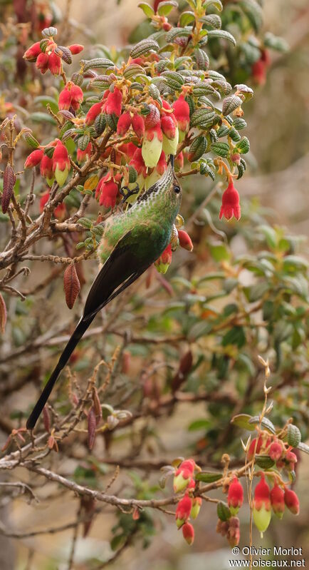 Black-tailed Trainbearer