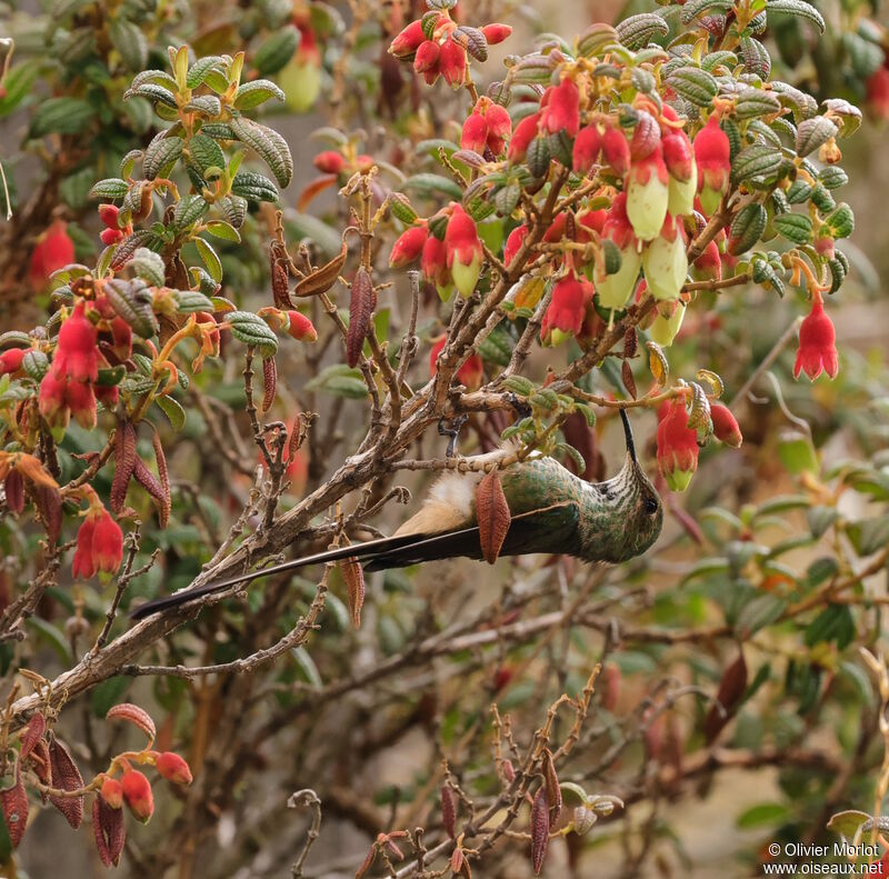 Black-tailed Trainbearer