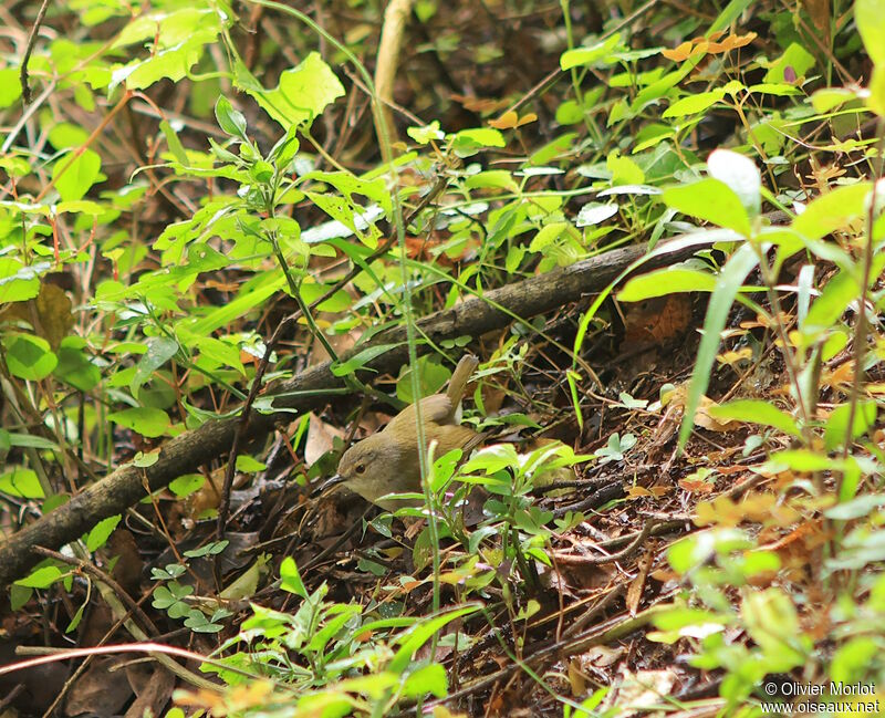 Willow Warbler