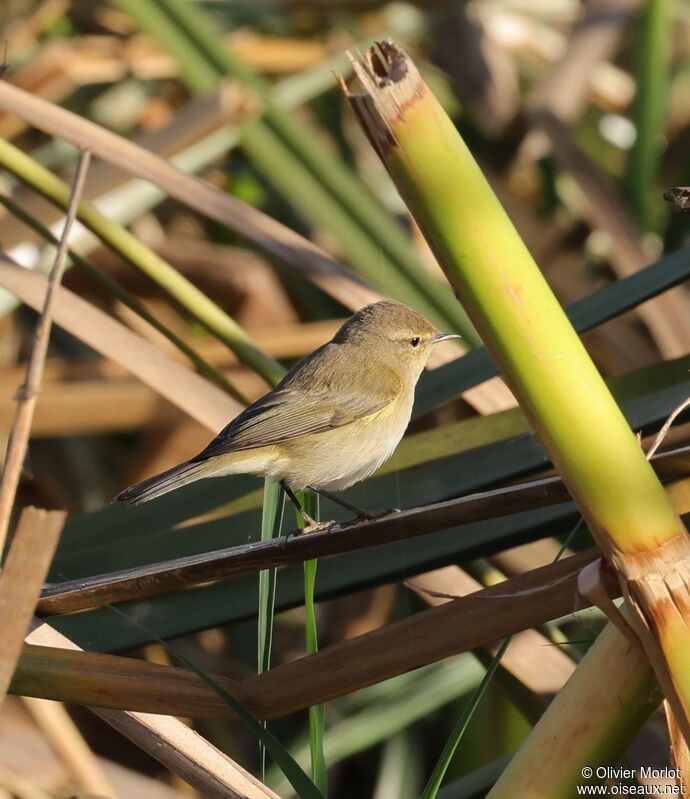 Common Chiffchaff