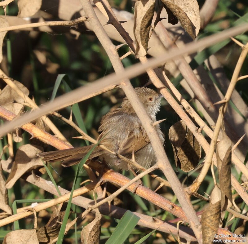 Prinia gracile