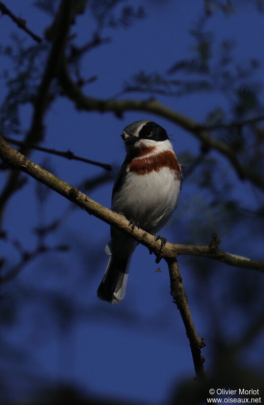 Chinspot Batis