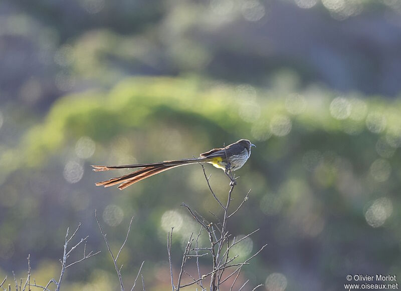 Cape Sugarbird