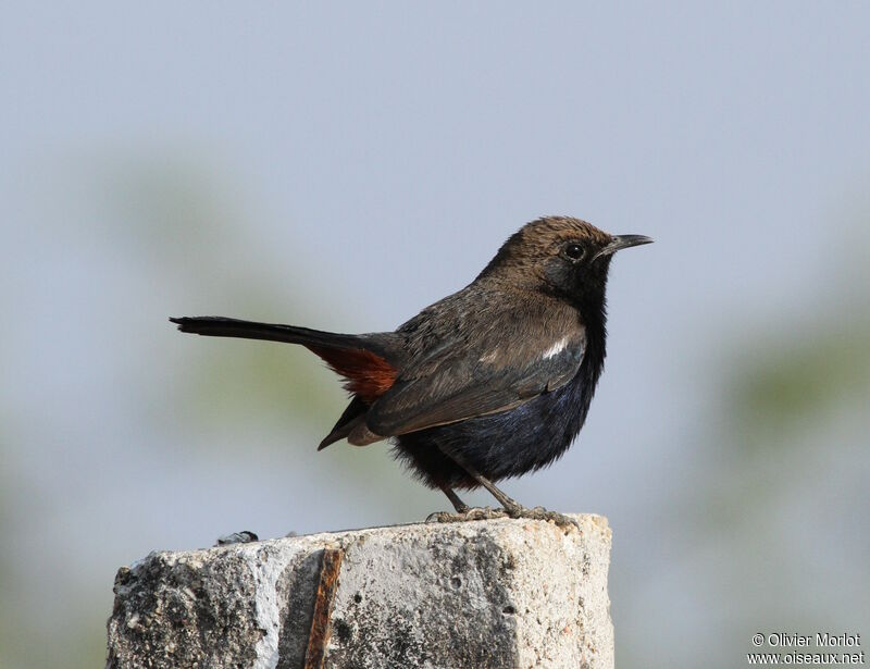 Indian Robin