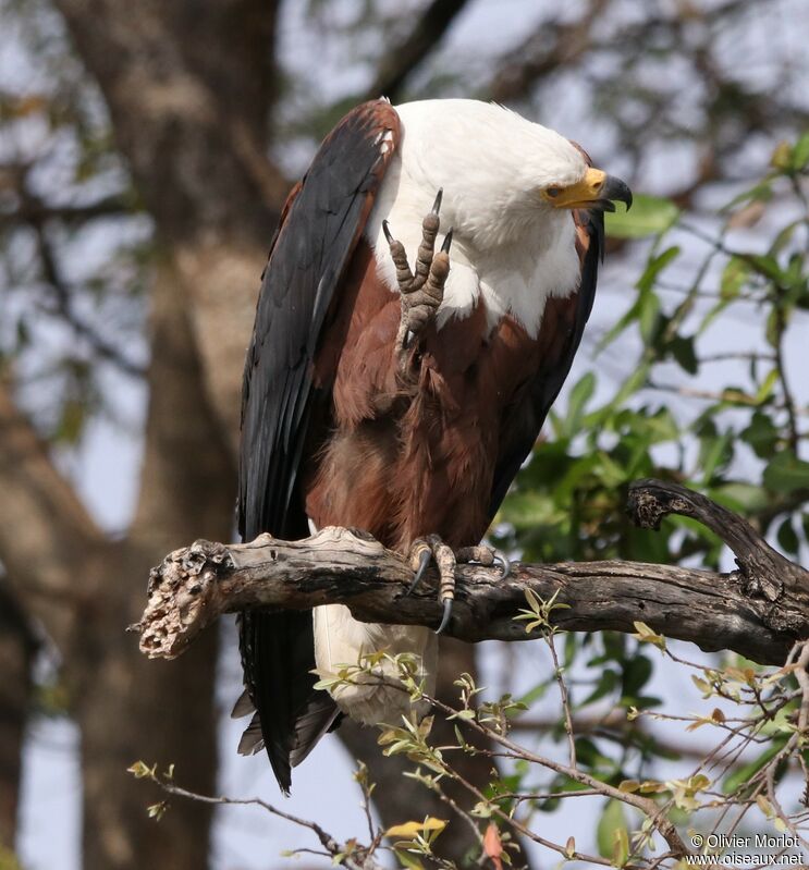 African Fish Eagle