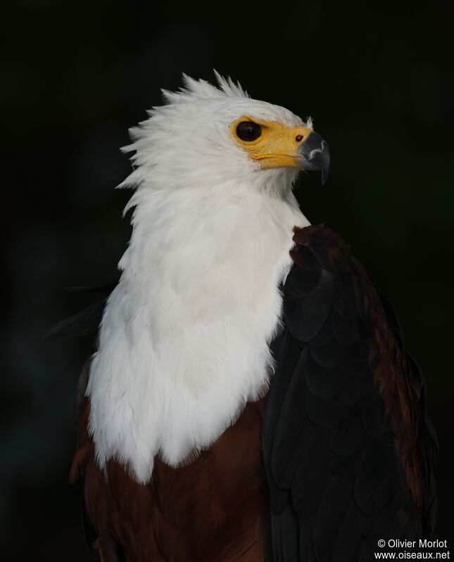 African Fish Eagle