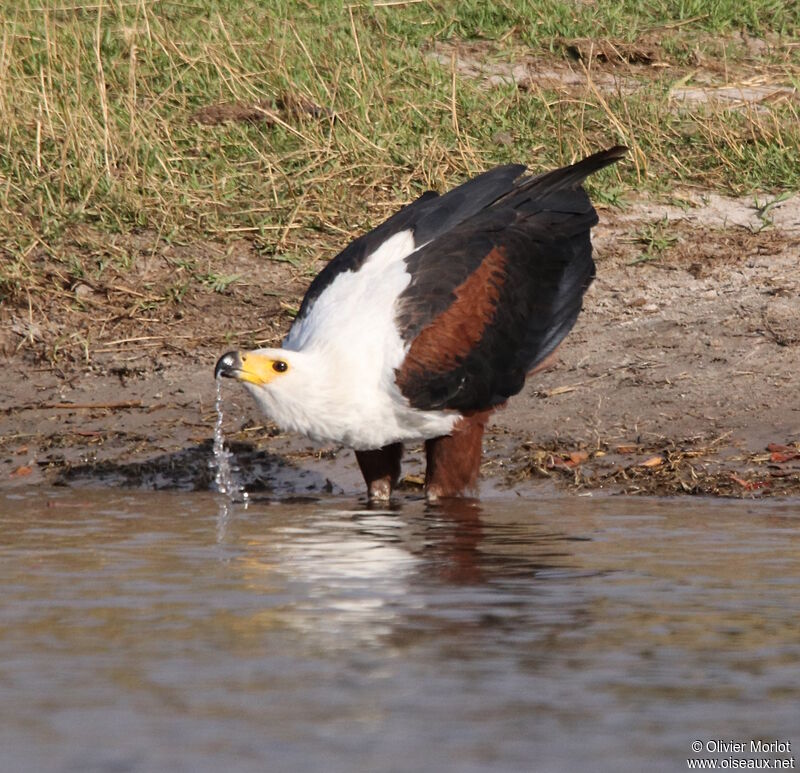 African Fish Eagle