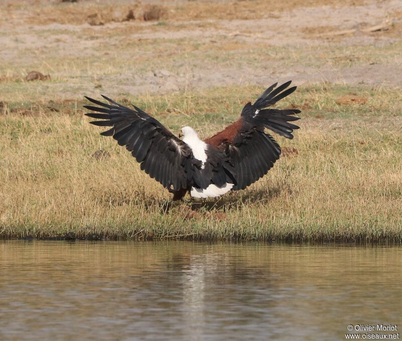 African Fish Eagle