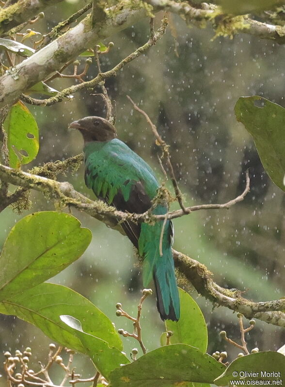 Golden-headed Quetzal