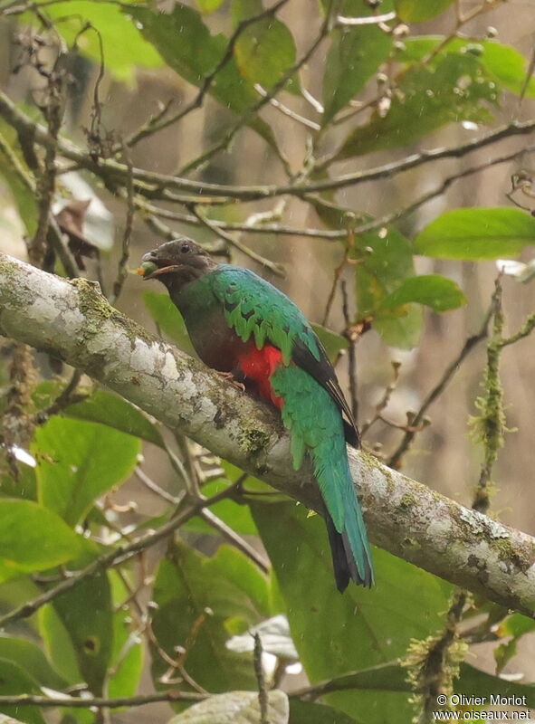 Quetzal doré