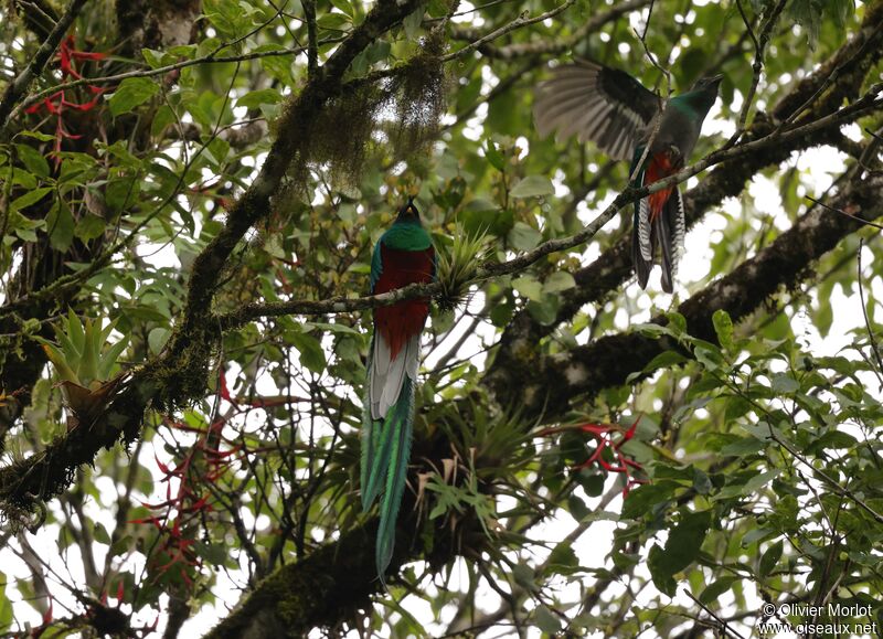 Resplendent Quetzal