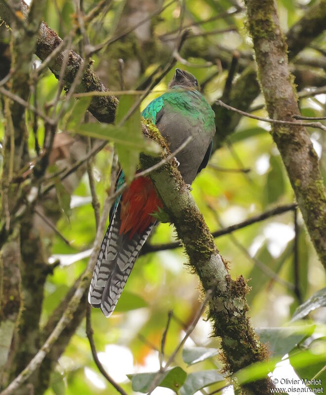 Resplendent Quetzal female