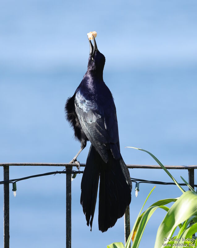 Great-tailed Grackle