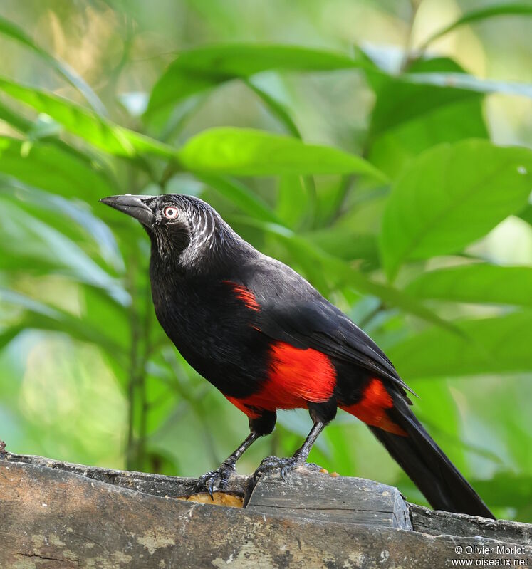 Red-bellied Grackle