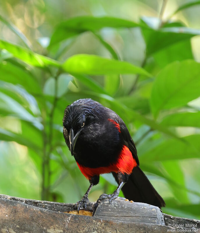 Red-bellied Grackle