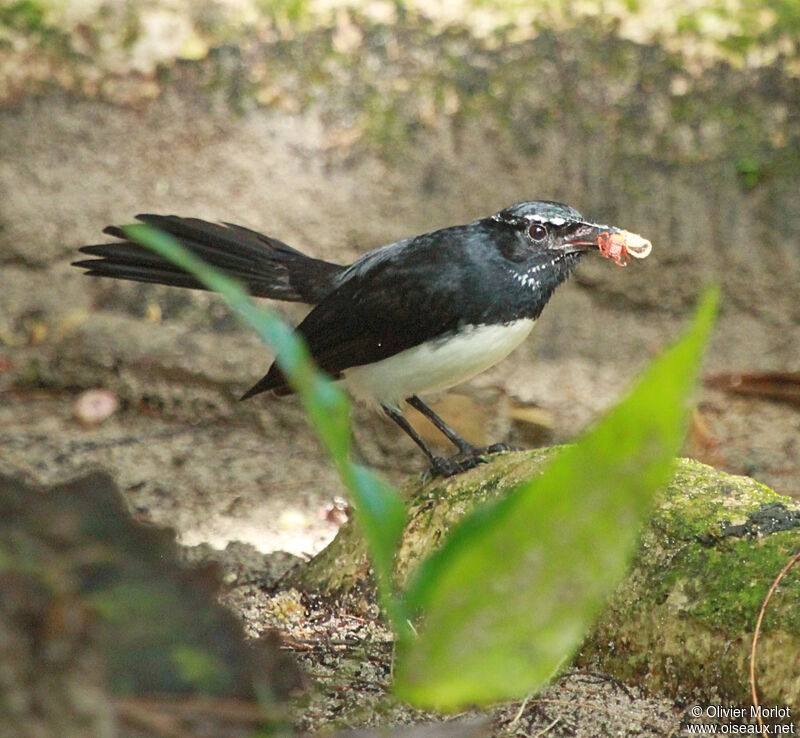 Willie Wagtail