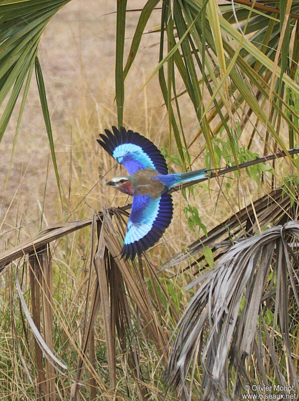 Lilac-breasted Roller