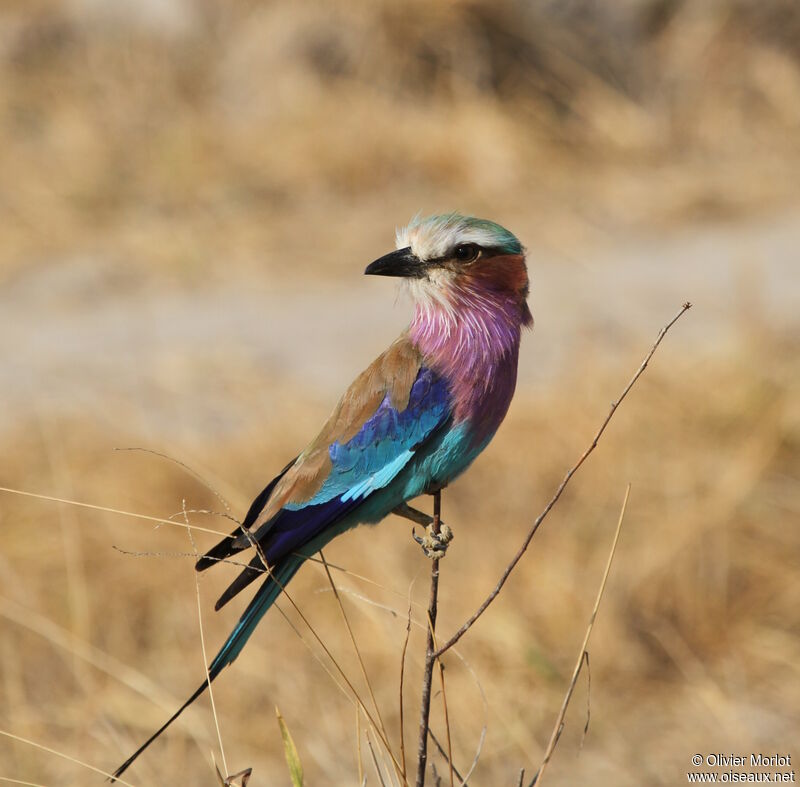 Lilac-breasted Roller