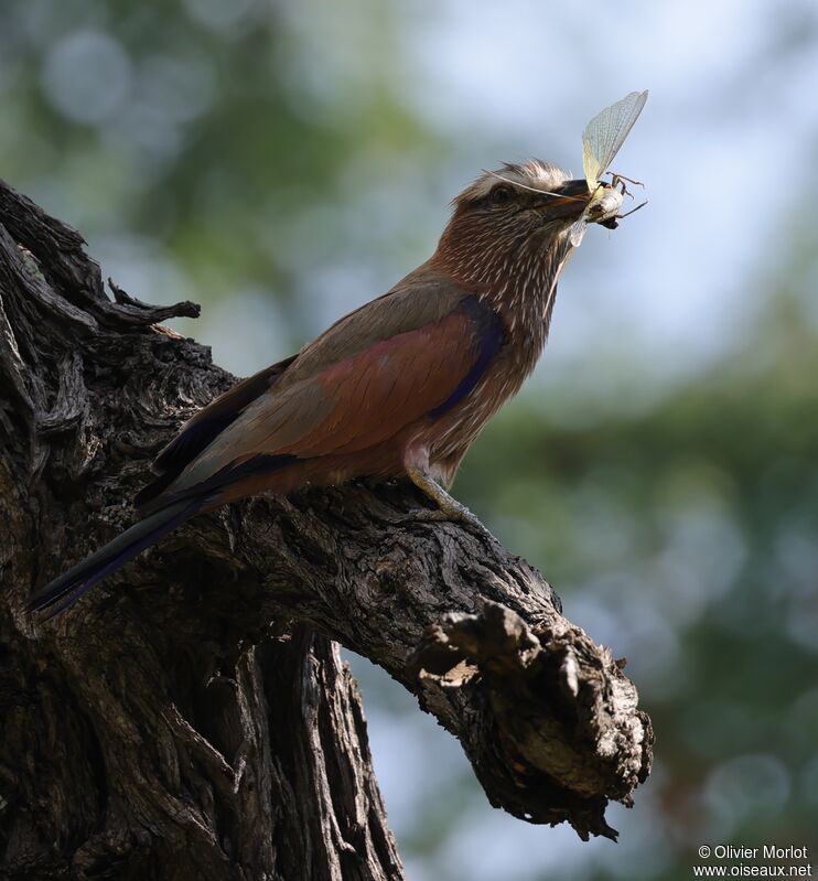 Purple Roller