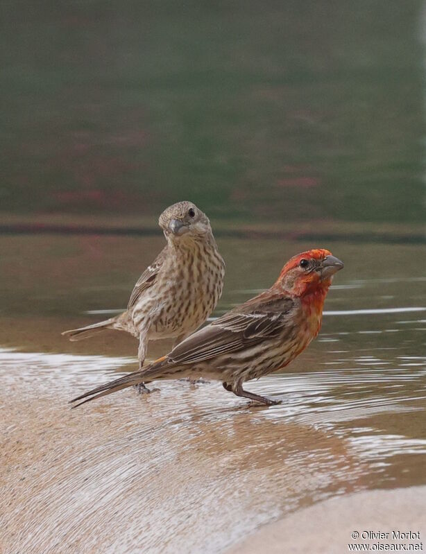 House Finch