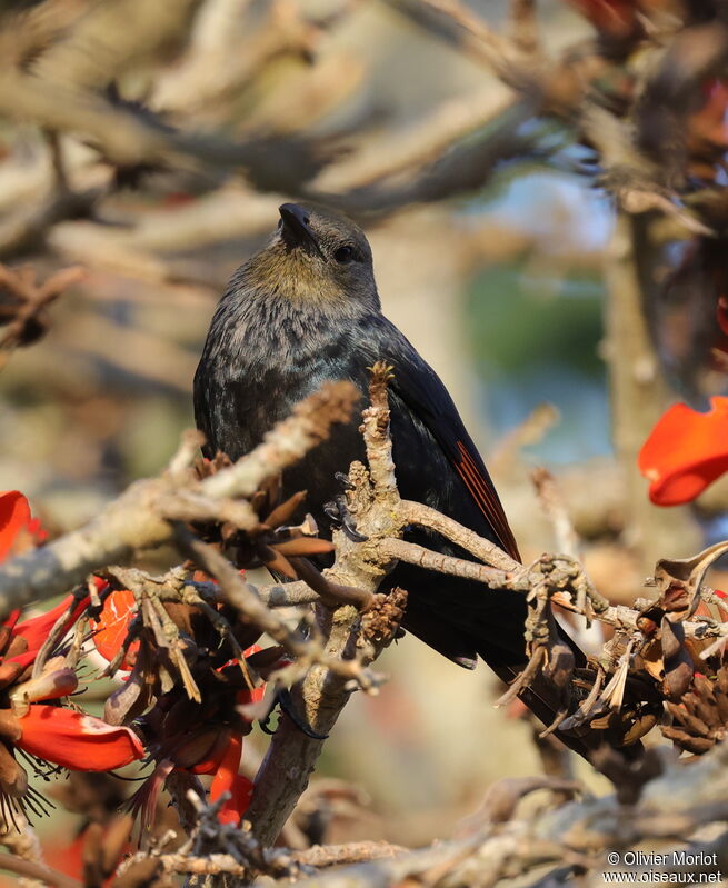 Red-winged Starling