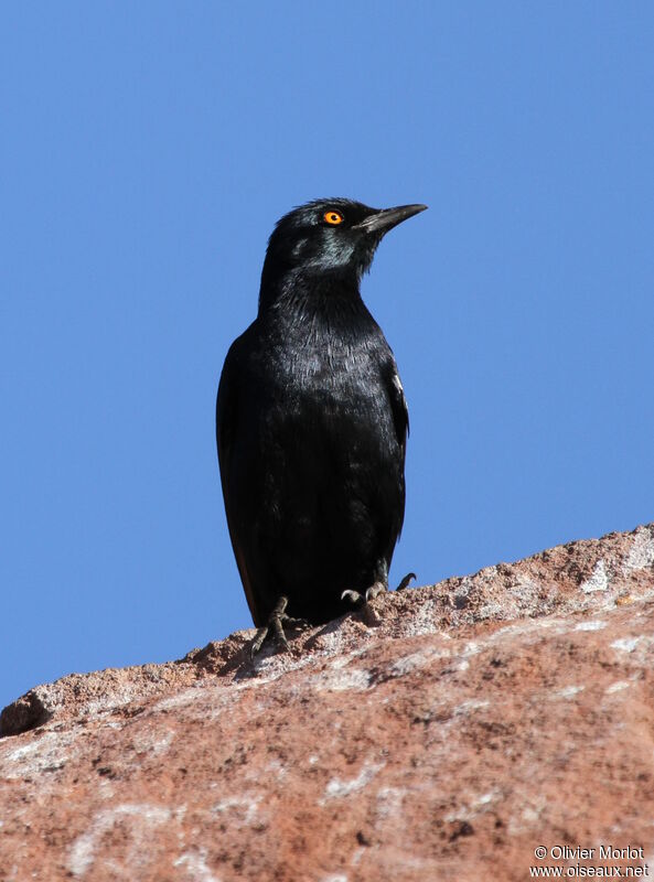 Pale-winged Starling