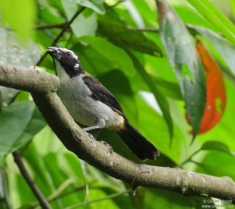 Saltator à ailes noires