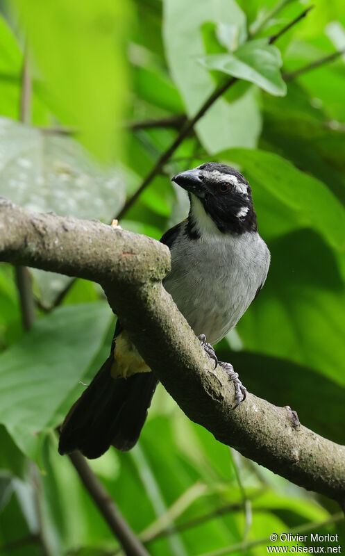 Black-winged Saltator