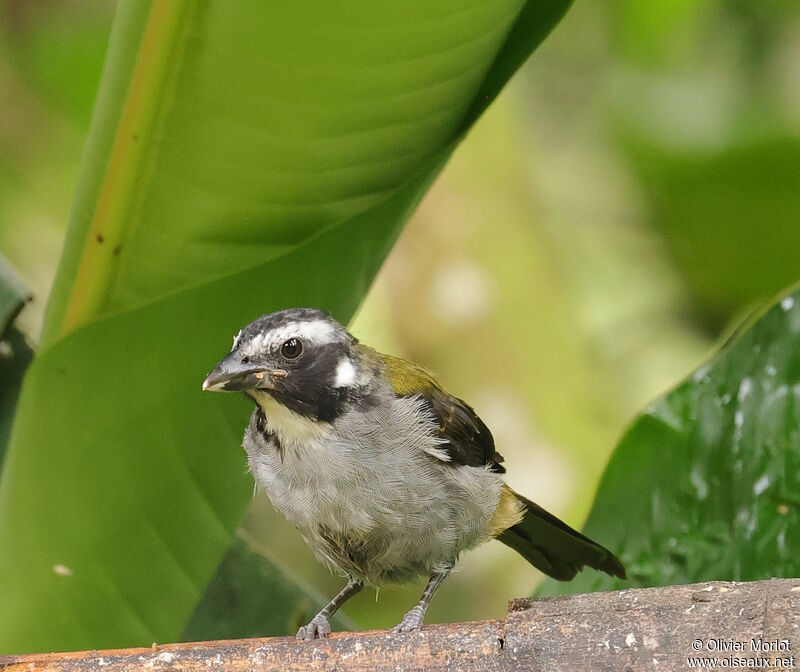 Saltator à ailes noires