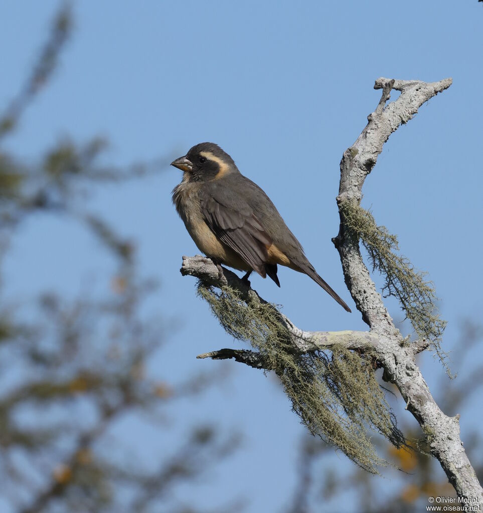 Golden-billed Saltator