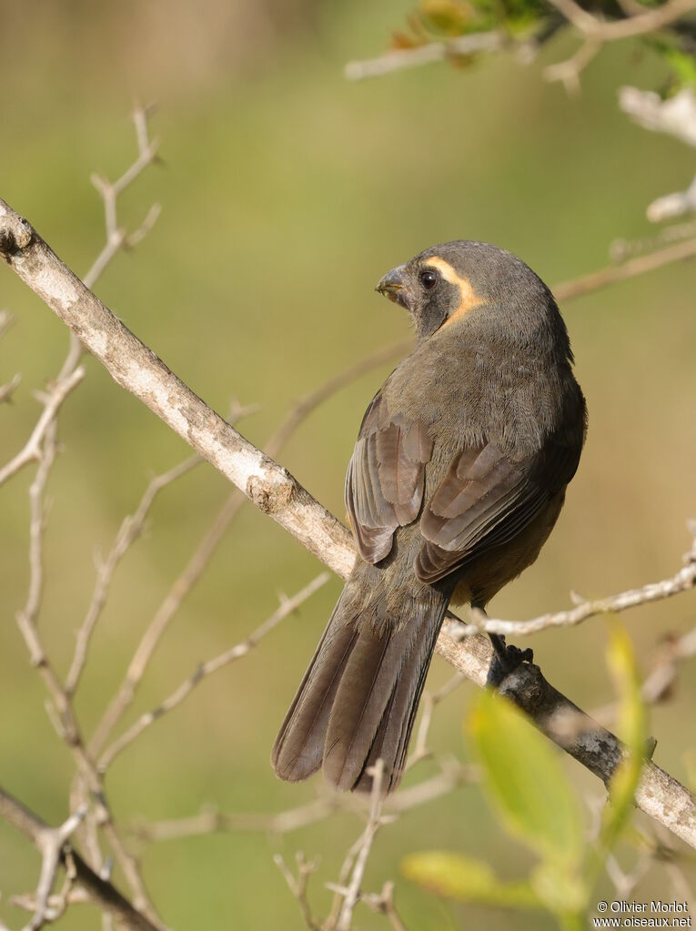 Golden-billed Saltator