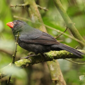 Saltator fuligineux