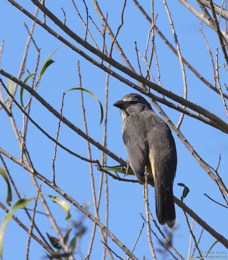 Saltator gris