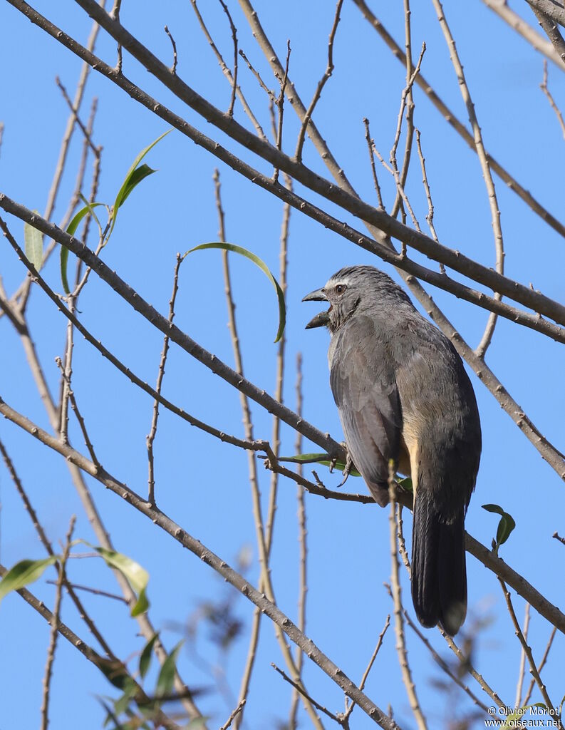 Saltator gris
