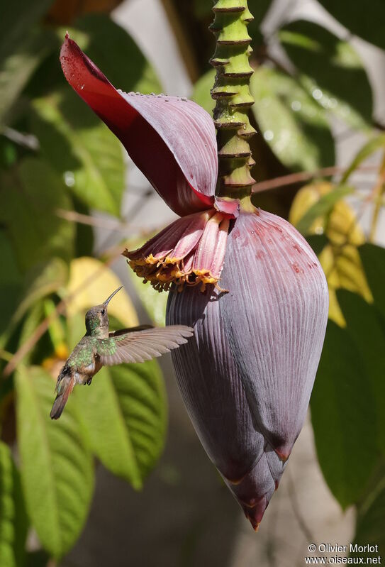 Xantus's Hummingbird female