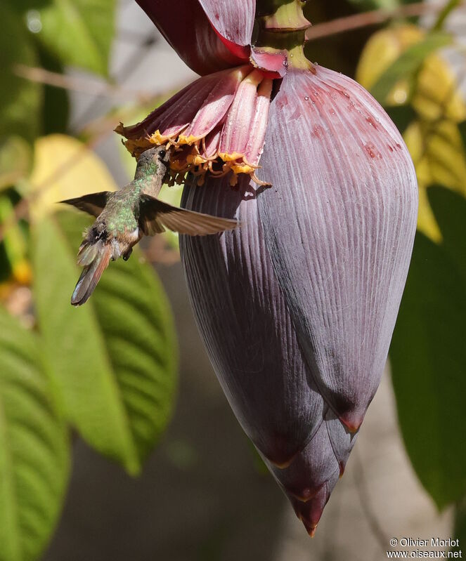 Xantus's Hummingbird female