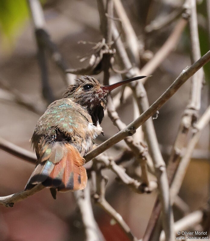 Xantus's Hummingbird female