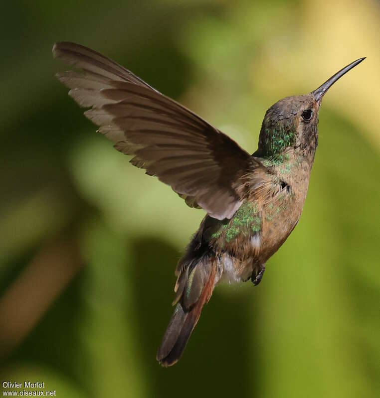 Xantus's Hummingbird female