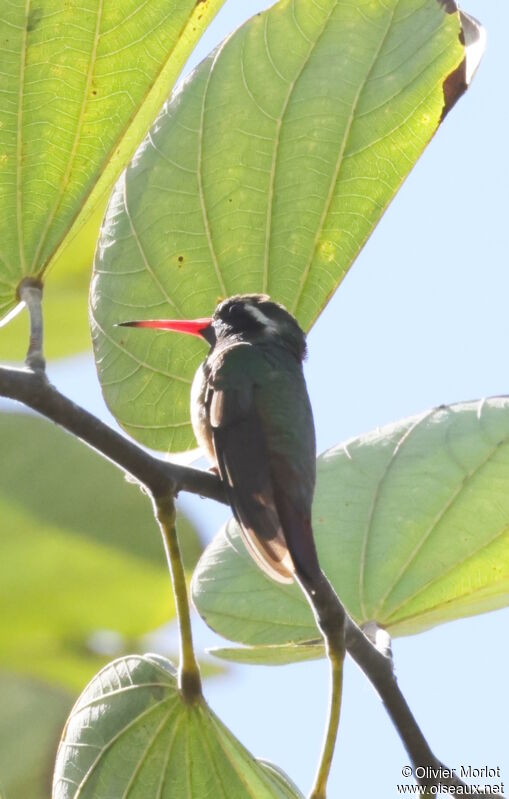 Xantus's Hummingbird male