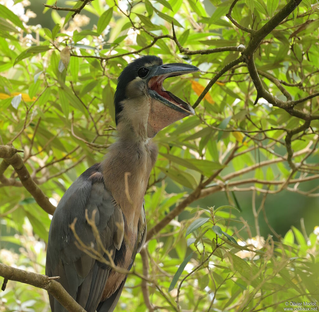 Boat-billed Heron