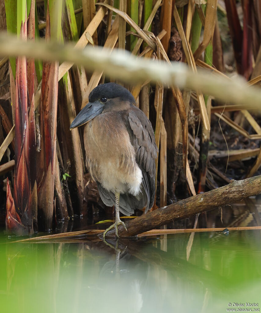 Boat-billed Heron