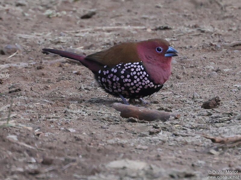 Pink-throated Twinspot