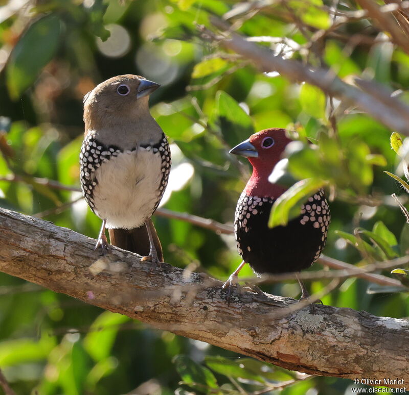 Pink-throated Twinspot