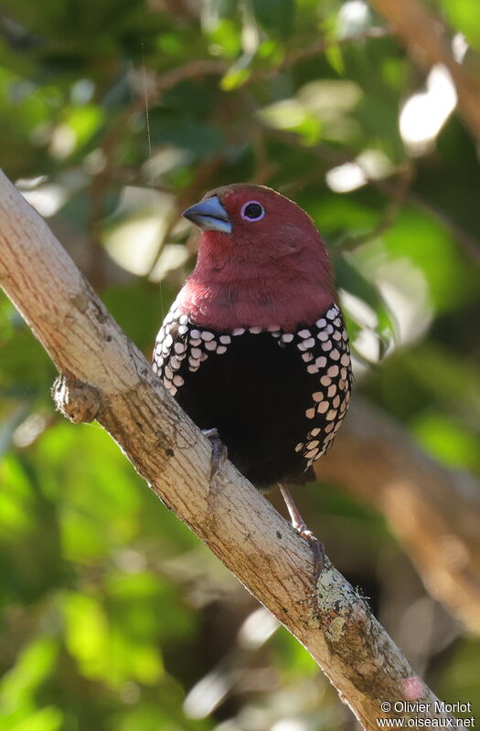 Pink-throated Twinspot