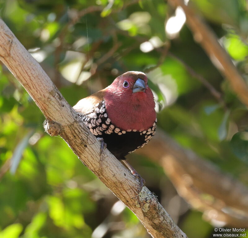 Pink-throated Twinspot